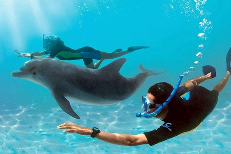 Mnemba Island: Guided Snorkeling & Dolphin Swim Experience Private Mnemba Island Snorkeling and dolphin swim