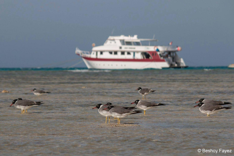 Marsa Alam: Marsa Mubarak Snorkeling Sea Trip with Lunch