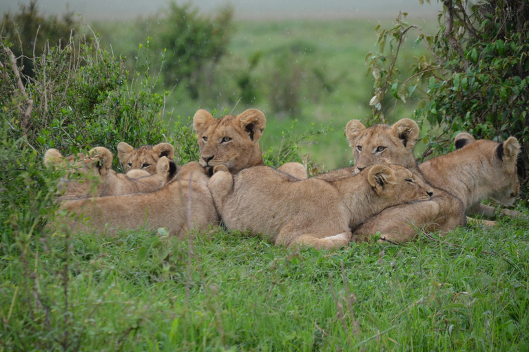 3-dniowe safari w Parku Narodowym Serengeti