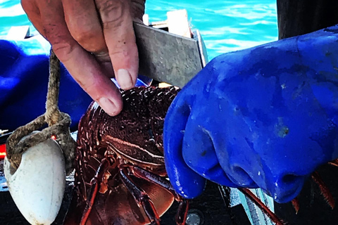 Rockingham: Lobster Catch and Keep Tour with Refreshments Lobster Spectator (No Catch & Keep)