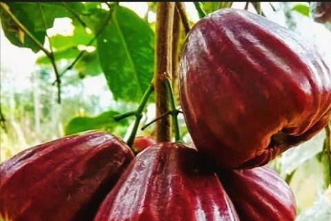 زنجبار: مدينة ستون، جزيرة السجن ومزرعة التوابل مع الغداءجولة خاصة بدون خدمة الاستقبال والتوصيل من 