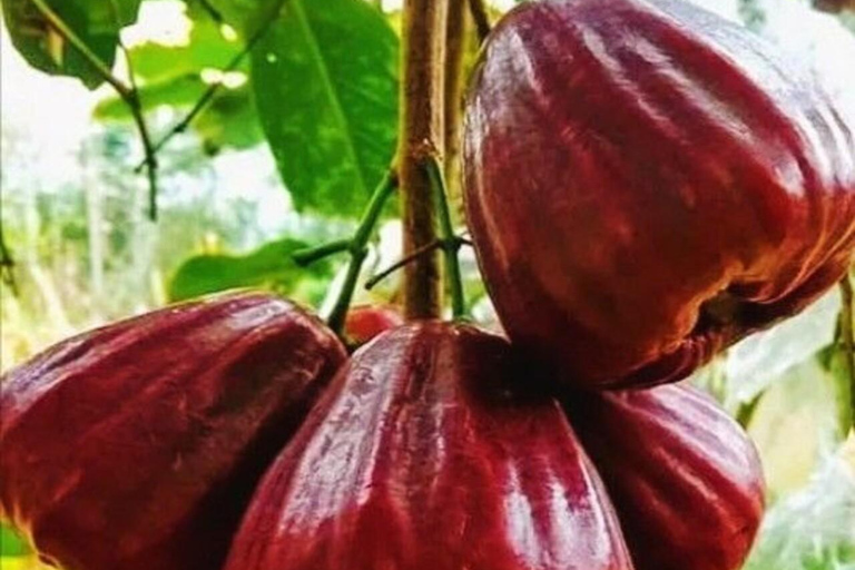 زنجبار: مدينة ستون، جزيرة السجن ومزرعة التوابل مع الغداءجولة خاصة بدون خدمة الاستقبال والتوصيل من 