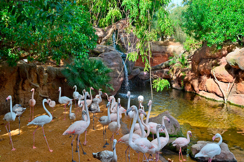 Fuengirola: Bioparc Entrance Ticket Bioparc Fuengirola General Admission Day Ticket