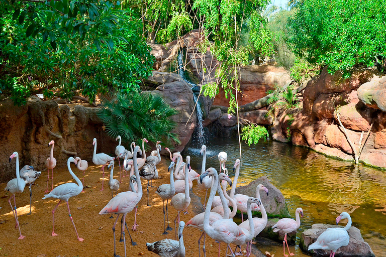 Fuengirola: Bioparc Entrance Ticket Bioparc Fuengirola General Admission Day Ticket