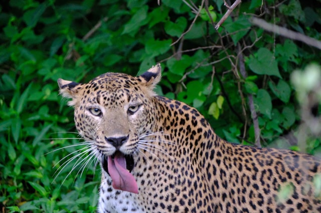 Yala Special Leopard and Elephants Safari - Since 2006