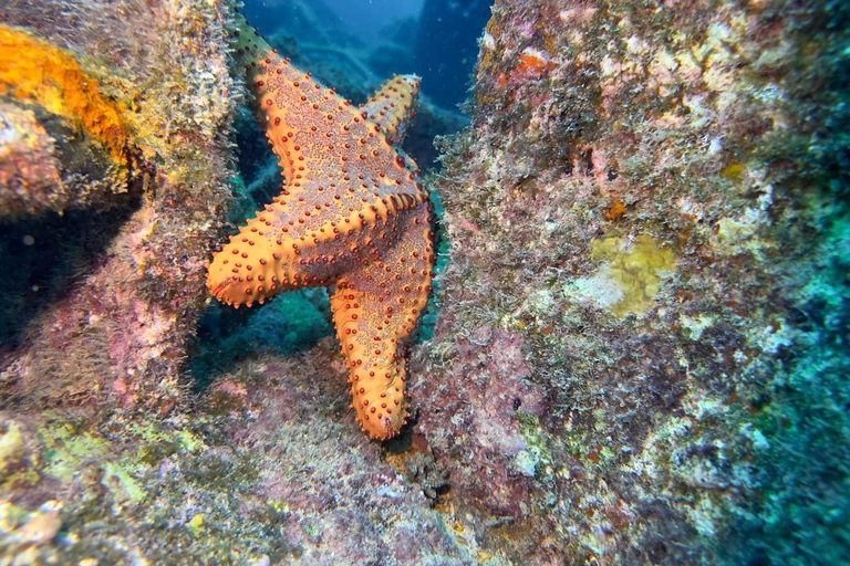 Santa Maria: Guided Wreck and Reef Snorkeling Tour