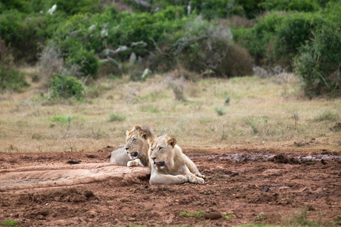 Victoria Falls &amp; Safari Full day Experience