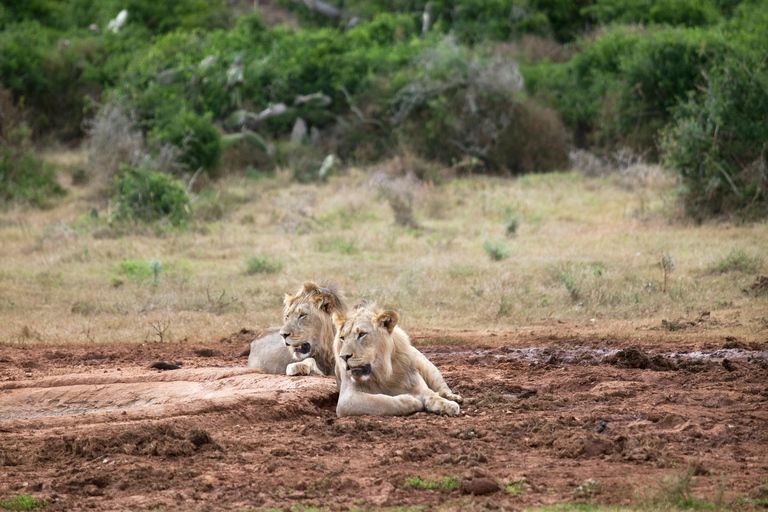 Victoria Falls & Safari Full day Experience