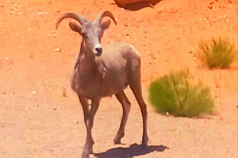 Desde Las Vegas Valle del Fuego Visita guiada de un día completo con almuerzoDesde Las Vegas: Valle del Fuego Visita guiada de un día completo con almuerzo