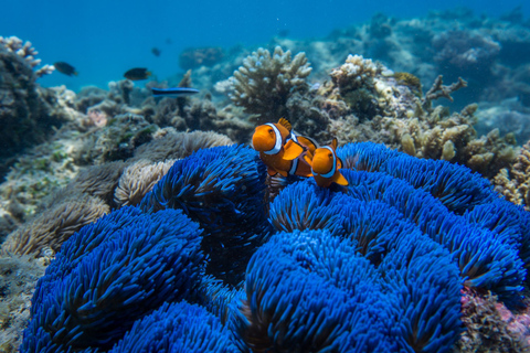 Cairns: esnórquel y buceo en la Gran Barrera de CoralTour con todo incluido: almuerzo tipo bufet tropical