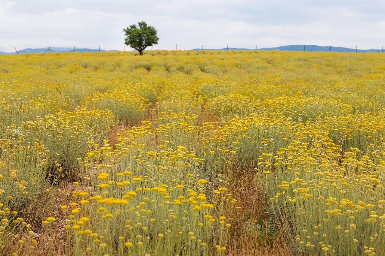 Immortelle-Farmtour mit Eseln und Destillerie