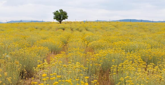 Immortelle-Farmtour mit Eseln und Destillerie
