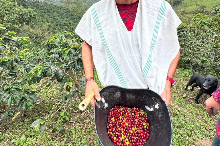 From Medellín: Coffee Farm Hiking & Exotic Fruit Marketplace