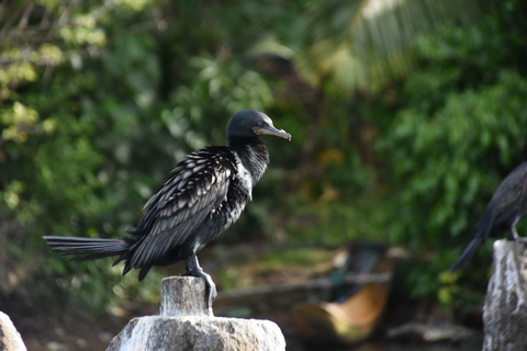 Mangrove Boat tour and watersports in Bentota Mangrove boat tour and watersports in Bentota