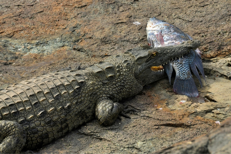 From Diani: 2-Day Ziwani Sanctuary Safari with Camp Stay