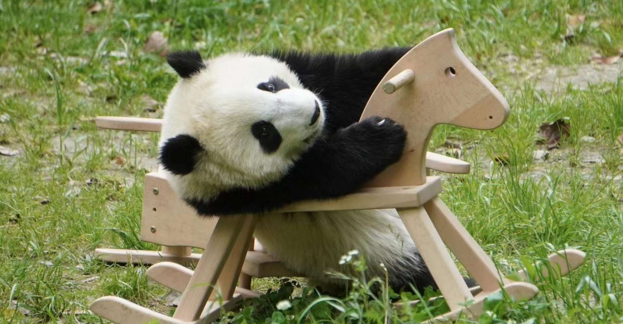 Chengdu, Giant Panda Breeding Research Base Ticket - Housity