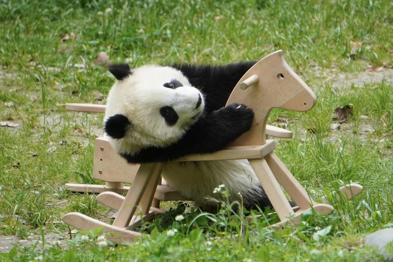 Chengdu: Giant Panda Breeding Research Base Ticket Afternoon Ticket without Transfer