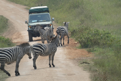 Uganda: 12-dagars lyxsafari med gorillavandring