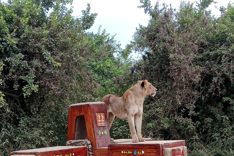 Parco Nazionale di Nairobi Game Drive