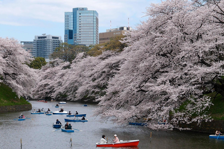 Tokyo Cherry Blossom Walking Tour & Hanami Experience