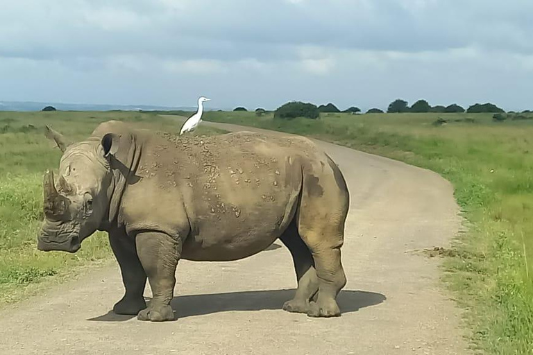 1-dniowa wycieczka do parku narodowego amboseli z nairobi.