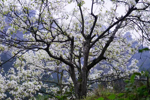 Zhangjiajie: Avatar Canyon Hike & Waterfall Tour