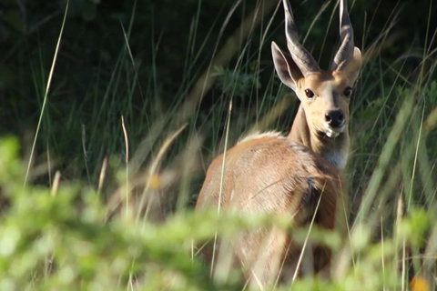 Diani/ Mombasa: Private Shimba Hills Day Safari