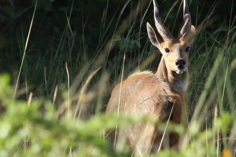Diani/ Mombasa: Private Shimba Hills Day Safari