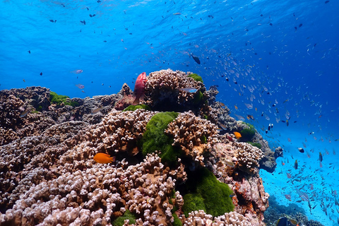 Ilha Similan - SnorkelingOpção de lancha