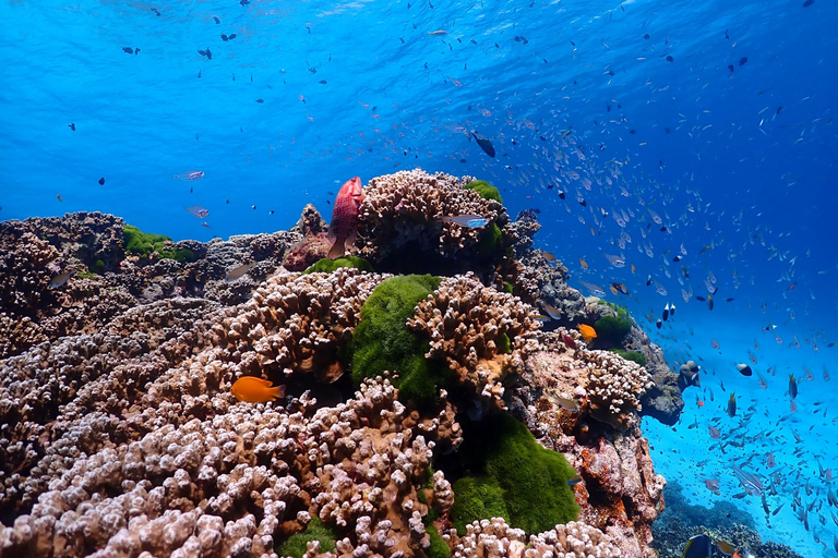 Ilha Similan - SnorkelingOpção de lancha