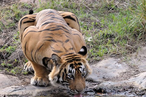 From Jaipur: Private Guided Ranthambore Tour with Cab
