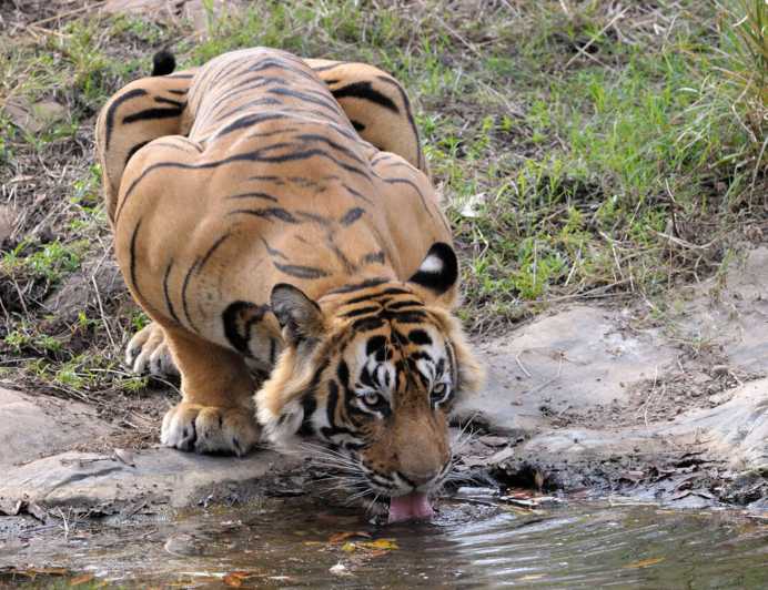 From Jaipur: Ranthambore Tour with Cab