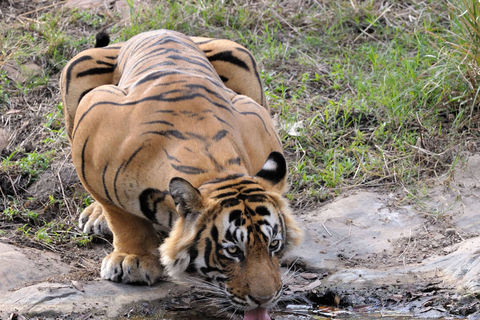 从斋浦尔出发：Ranthambore 出租车之旅从斋浦尔出发：乘坐出租车游览兰特汉博尔