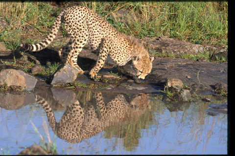 Elefantenwaisenhaus und Nairobi National Park am Nachmittag