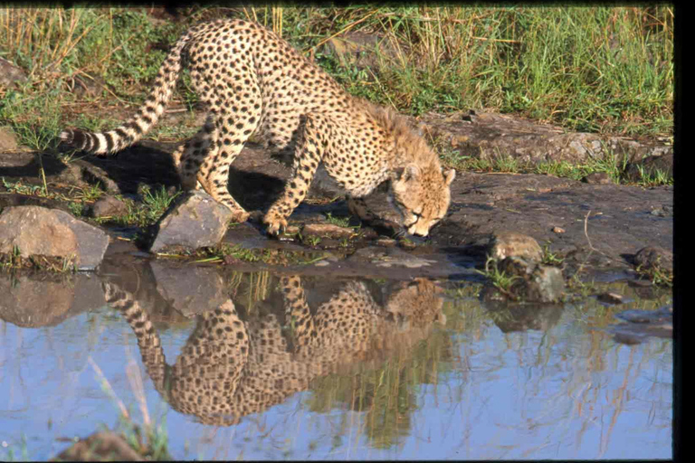 Elefantenwaisenhaus und Nairobi National Park am Nachmittag