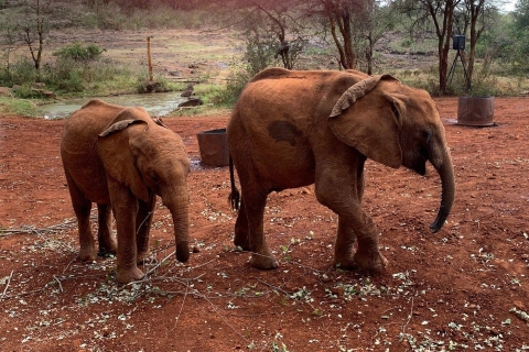 Nairobi: Wycieczka do sierocińca słoni i centrum żyrafSierociniec dla słoni i centrum żyraf z opłatami za wstęp