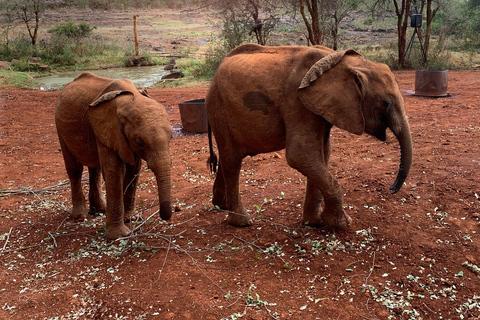 Nairobi : visite de l'orphelinat des éléphants et du centre des girafesVisite de l'orphelinat des éléphants, du centre des girafes et des bomas du Kenya