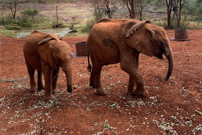 Nairobi : visite de l'orphelinat des éléphants et du centre des girafes