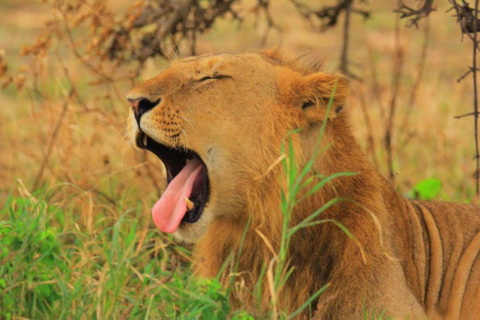 Nairobi National Park Safari Tour Nairobi National Park Half-Day Safari Tour