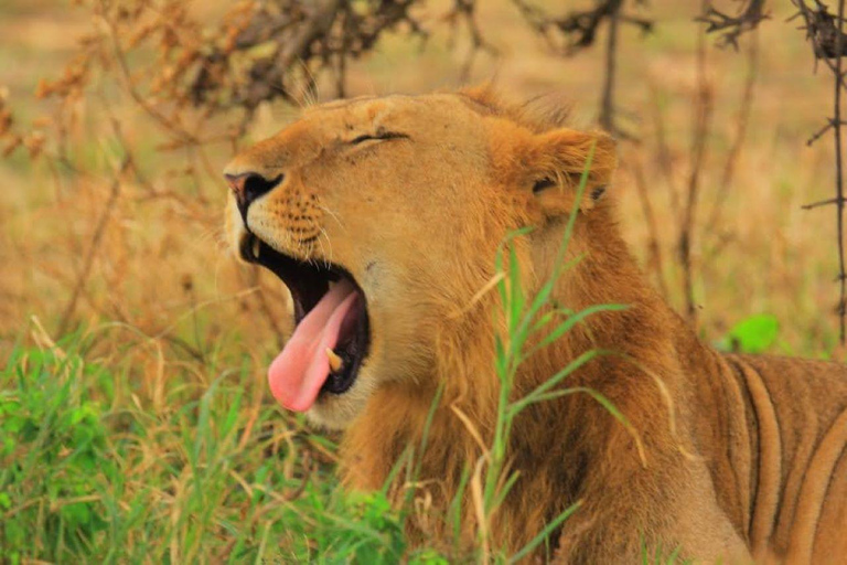 Nairobi National Park Safari Tour Nairobi National Park Half-Day Safari Tour