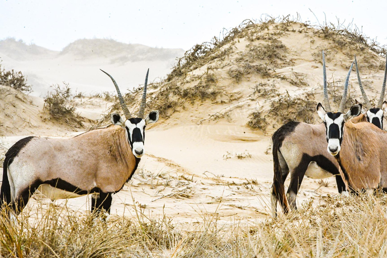 Walvis Bay: Comprehensive Sandwich Harbour 4x4 Tour