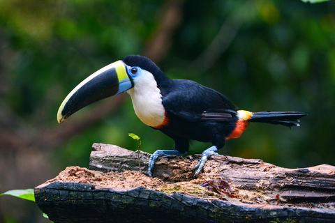 Amazon Wildlife Tour from Cusco–6 Days in the Reserved Zone.