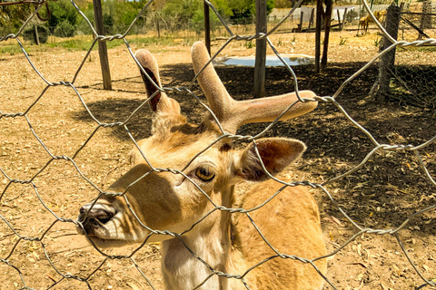 Túnez: Paquete Familiar Parque FriguiaTúnez: Servicio de recogida en el Parque de Friguia desde Mahdia / Hammamet