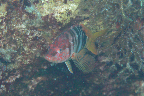 Chania: Sea Scooter Snorkling båttur