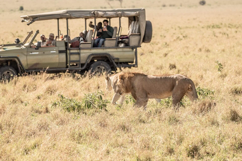 3 Tage 2 Nächte private Tour in der Maasai Mara