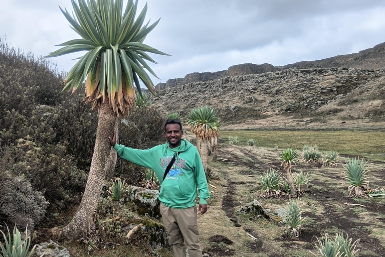 5-Day Bale mountain: wildlife hiking & Birdwatching tour
