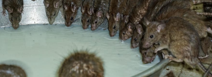 De Bikaner à Jaisalmer : Visite du fort de Junagarh et du temple de Rat