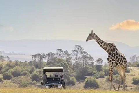 CAPE TOWN: PRYWATNE SAFARI W REZERWACIE GIER AQUILAZ Kapsztadu: Wycieczka w obie strony do Aquili z przejażdżką do gier