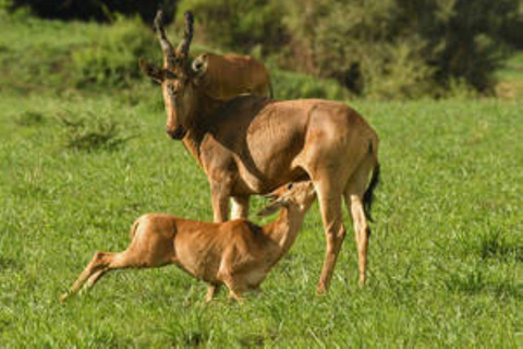 Oeganda: 5-daagse Lake Mburo NP, Bwindi &amp; Lake Bunyonyi