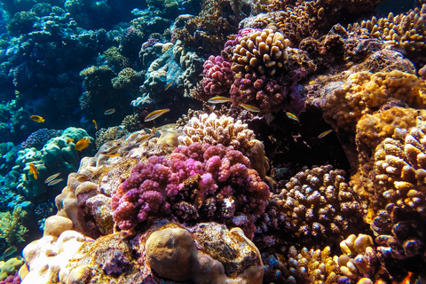 Aqaba: Aventura de mergulho com snorkel com carro particular e guia -2 pontos